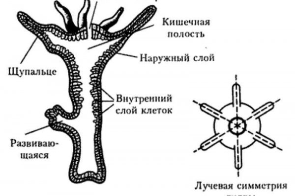 Зеркало на кракен